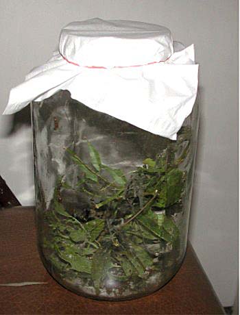 dscn5724.jpg (26420 bytes)